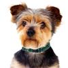 Pets First NFL Seattle Seahawks Licensed PET COLLAR, Extra Large - Heavy-Duty, Strong, and Durable Dog Collar. Available in 31 Football Teams and 4 Sizes view 4