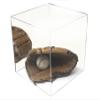 Better Display Cases Versatile Acrylic Display Case - Medium Square Box with Black Risers and Mirror 11" x 11" x 11" (A001-BR) view 4