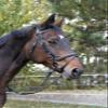 Covalliero Classic Leather Snaffle Bridle, Black, Full Size view 2