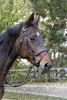 Covalliero Classic Leather Snaffle Bridle, Black view 2