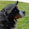 Littlearth NHL Pittsburgh Penguins Pet Baseball Hat, Team Color, X-Large view 3
