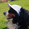 Littlearth Virginia Tech Hokies NCAA Pet Baseball Hat,Medium view 3