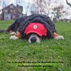 Littlearth Detroit Red Wings NHL Pet Baseball Hat view 2