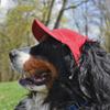 Littlearth Detroit Red Wings NHL Pet Baseball Hat view 3