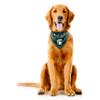 Littlearth Michigan State Spartans NCAA Pet Bandana view 4