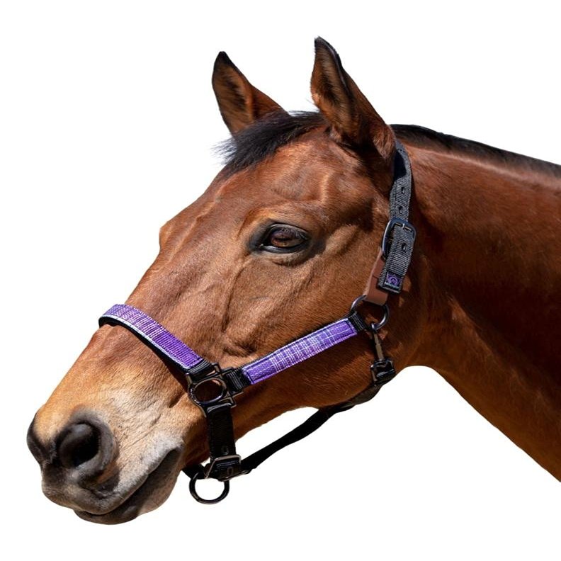 Kensington Breakaway Halter X-Large Black w/Laven