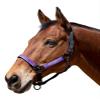 Kensington Breakaway Halter X-Large Black w/Laven view 1