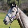 Kensington Premium Halter with Padded Nose Stronger Than Leather Padded Nose Piece Adds Comfort and Control Throat Snap for Identical Fit - Medium, Black w/Lavender Mint view 2