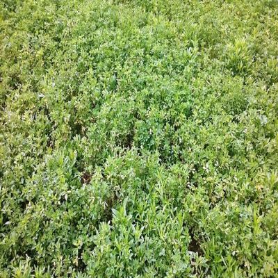 Bone Grazer Blend - 4 lb Bag