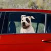 Border Collie - Pet Gifts Window Vinyl Decal, Dogs On The Move, Sticker Clings to Glass surfaces, Cars Trucks & SUVs, for Doggy Lovers! view 2