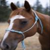 Knotty Girlz Horse Rope Training Halter - 4 Knot 1/4" Stiff Halter Cord - Used by Famous Trainers Multiple Sizes Multiple Colors (Beige, Large) view 2