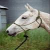 Knotty Girlz Horse Rope Training Halter - 4 Knot 1/4" Stiff Halter Cord - Used by Famous Trainers Multiple Sizes Multiple Colors (Beige, Mini) view 2