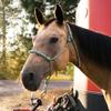 Knotty Girlz Horse Rope Training Halter - 4 Knot 1/4" Stiff Halter Cord - Used by Famous Trainers Multiple Sizes Multiple Colors (Brown, Mule) view 2
