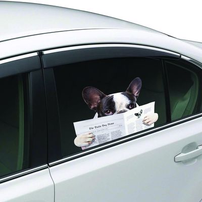 ColorBok Dog Reading Joy Riders Home Dcor Accents