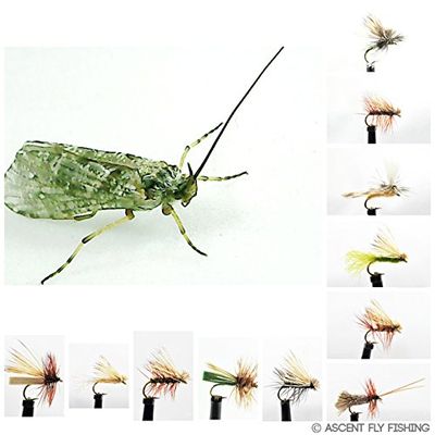 Dry Caddis Fly Selection (Small)