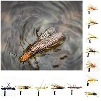 Ascent Fly Fishing Dry Stonefly Selection (Medium)