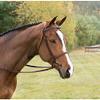 Suffolk Dover Saddlery Single Crown Hunter Bridle - Brown, Horse-F/S view 1