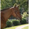 Suffolk Dover Saddlery Single Crown Hunter Bridle - Brown, Horse-F/S view 3