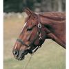 Dover Saddlery Everyday Web Halter - Dark Green, Horse-F/S view 3