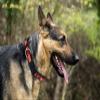 Pets First NHL Collar for Dogs & Cats. Adjustable, Cute, & Stylish! The Ultimate Hockey Fan Collar! view 4