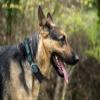 Pets First NHL Collar for Dogs & Cats. Adjustable, Cute, & Stylish! The Ultimate Hockey Fan Collar! view 4
