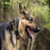 Pets First NHL Collar for Dogs & Cats. Adjustable, Cute, & Stylish! The Ultimate Hockey Fan Collar! view 4