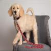 Pets First NHL Detroit RED Wings Leash for Dogs & Cats, Walk Cute & Stylish! The Ultimate Hockey Fan Leash!, Large (6 ft Long x 1 in Width) (DRW-3031-LG) view 3