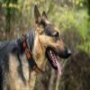 Pets First NHL Collar for Dogs & Cats. Adjustable, Cute, & Stylish! The Ultimate Hockey Fan Collar! view 4