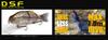 Imakatsu Bassloid Jr Triple Double Deadslow Floating 3DR #297 Rainbow Rout view 2