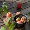 Petromax 12894 Enameled Enamel Bowls (Set of 2), Black view 2