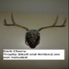 Spud's Wood Working Deer European Skull Mount Wall Pedestal (Dark Cherry) view 4