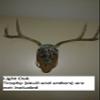 Spud's Wood Working Deer European Skull Mount Wall Pedestal (Light Oak) view 4