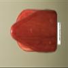 Spud's Wood Working Deer European Skull Mount Wall Pedestal (Light Cherry) view 2