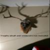 Spud's Wood Working Deer European Skull Mount Wall Pedestal (White Ash) view 4