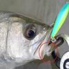Gamakatsu RB-M Treble Hook, Rose, Twin, Silver, Limited view 2