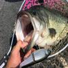 Gamakatsu RB-M Treble Hook, Rose, Twin, Silver, Limited view 4