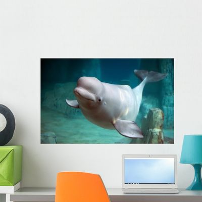 Beluga Whale Wall Mural Wallmonkeys Peel and Stick Graphic (24 in W x 15 in H) WM354378