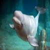 Beluga Whale Wall Mural Wallmonkeys Peel and Stick Graphic (24 in W x 15 in H) WM354378 view 2