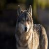 PredatorPee Wolf Pee Shakin' Flakes - Territorial Marking Scent - Creates Illusion That Wolf is Nearby - 16 oz Jar view 2