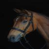 Collegiate Comfort Crown Padded Raised Cavesson Bridle, Brown, Warmblood view 1