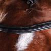 Collegiate ComFiTec Training Bridle, Brown, Full view 3