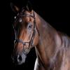 Collegiate ComFiTec Fancy Stitch Bridle, Black, Full view 1