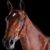 Collegiate ComFiTec Fancy Stitch Bridle, Black, Full view 3