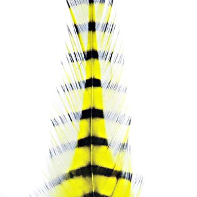 Barred Saddle Hackle