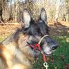 Comfort Trainer Head Halter, Red with Tan Nose Strap, Size 2 view 1
