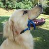 Comfort Trainer Head Halter, Red with Tan Nose Strap, Size 2 view 2