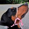Comfort Trainer Head Halter, Red with Tan Nose Strap, Size 2 view 4