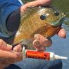 Kodiak Fish Attractant Injector 2 Pack Panfish Formula view 3