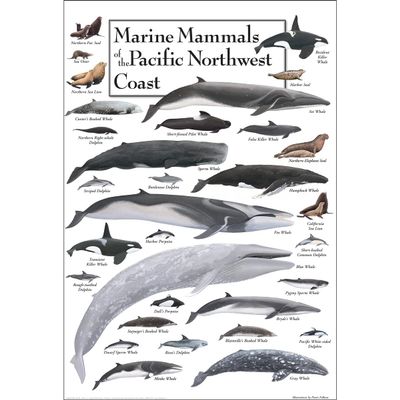 Earth Sky + Water - Marine Mammals of the Pacific Northwest Coast - Poster