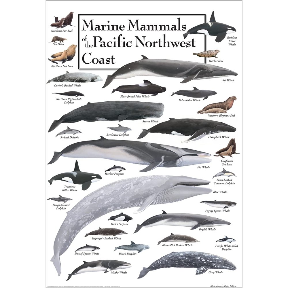 Earth Sky + Water - Marine Mammals of the Pacific Northwest Coast - Poster